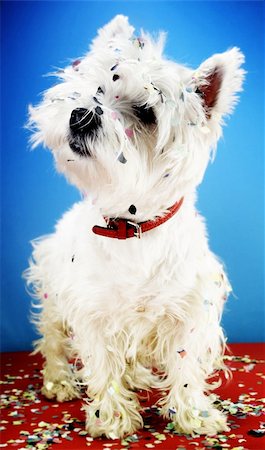 West highland white terrier with confetti. Photographie de stock - Aubaine LD & Abonnement, Code: 400-04776360