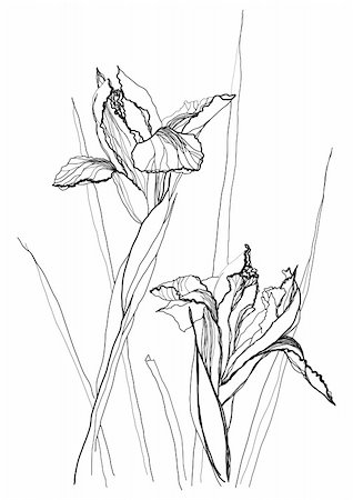 plant drawing decor - Iris flower drawing on white background Stock Photo - Budget Royalty-Free & Subscription, Code: 400-04776679
