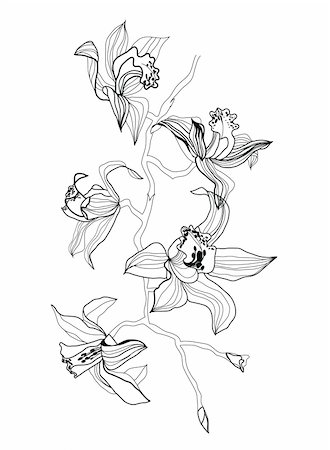 simsearch:400-04776678,k - orchid branch vector drawing on white background Stock Photo - Budget Royalty-Free & Subscription, Code: 400-04776693