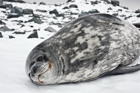 simsearch:400-07087477,k - The grey seal has a rest on stones in Antarctica Foto de stock - Royalty-Free Super Valor e Assinatura, Número: 400-04777018