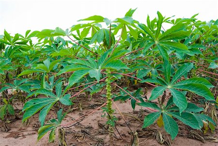 Manioc plantation on parana state, southern brazil. Typical brazilian food. Fotografie stock - Microstock e Abbonamento, Codice: 400-04777298