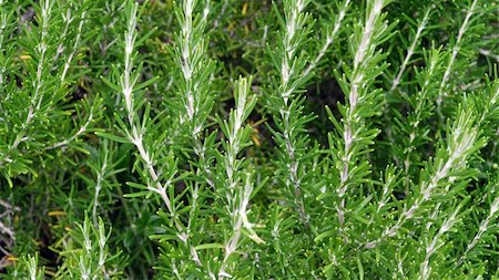 silviacrisman (artist) - Rosemary Rosmarinus officinalis perennial herb with fragrant evergreen leaves Fotografie stock - Microstock e Abbonamento, Codice: 400-04777451