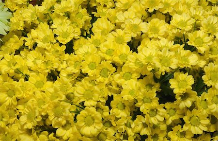 simsearch:400-05245245,k - Beautiful yellow chrysanthemum flower Foto de stock - Super Valor sin royalties y Suscripción, Código: 400-04777896