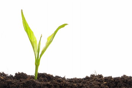 future protections to earth - young plant on white with copyspace showing gardening agriculture or growth concept Stock Photo - Budget Royalty-Free & Subscription, Code: 400-04778323