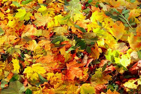 simsearch:400-04475632,k - Fall orange autumn leaves on ground background Foto de stock - Royalty-Free Super Valor e Assinatura, Número: 400-04778466