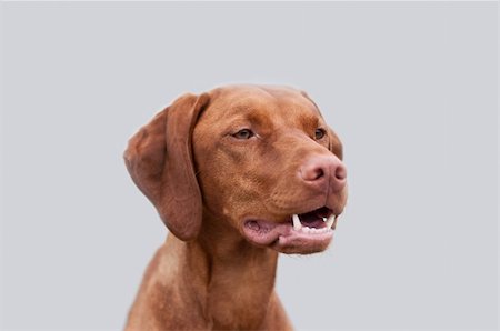 simsearch:400-04304605,k - A close-up shot of a female Vizsla dog shot with shallow depth of field. Foto de stock - Royalty-Free Super Valor e Assinatura, Número: 400-04778507