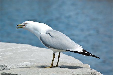 squawking - A noisy Ring-billed gull stands screeching on a rock with a blue pond in the background. Photographie de stock - Aubaine LD & Abonnement, Code: 400-04778515