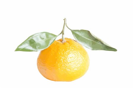 simsearch:400-05046087,k - realistic clementine with leaves isolated vector illustration Stockbilder - Microstock & Abonnement, Bildnummer: 400-04778730