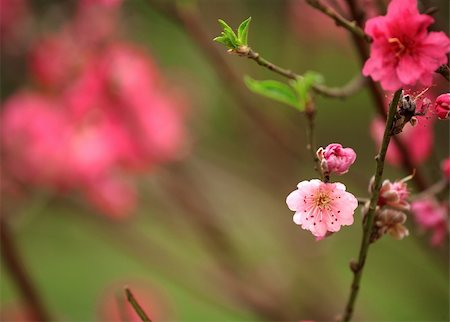 simsearch:400-05066044,k - cherry blossoms for chinese new year Foto de stock - Royalty-Free Super Valor e Assinatura, Número: 400-04778888