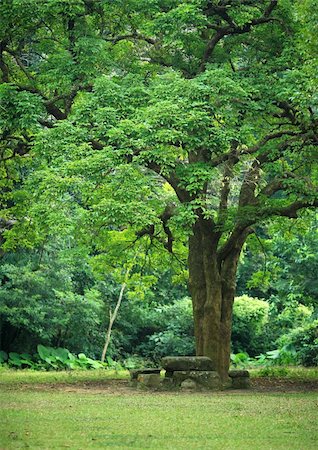 simsearch:400-05280468,k - rest place under big tree Stock Photo - Budget Royalty-Free & Subscription, Code: 400-04778931