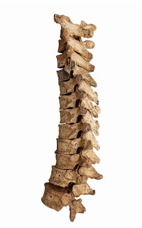 structure of a leg - close up of a skeleton on white background with clipping path Stock Photo - Budget Royalty-Free & Subscription, Code: 400-04778985