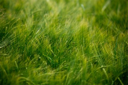 simsearch:400-06856670,k - close up of a wheat fieald agriculture Photographie de stock - Aubaine LD & Abonnement, Code: 400-04778999