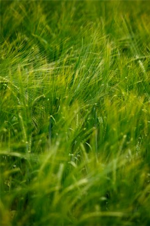 simsearch:400-06856670,k - close up of a wheat fieald agriculture Photographie de stock - Aubaine LD & Abonnement, Code: 400-04779001