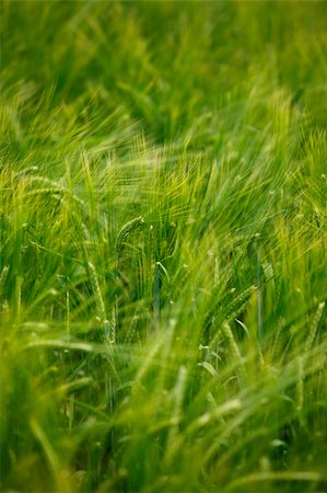 simsearch:400-06856670,k - close up of a wheat fieald agriculture Photographie de stock - Aubaine LD & Abonnement, Code: 400-04779002