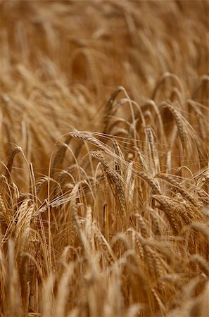 simsearch:400-05148607,k - close up of a wheat field agriculture Photographie de stock - Aubaine LD & Abonnement, Code: 400-04779011