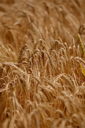 simsearch:400-05148607,k - close up of a wheat fieald agriculture Photographie de stock - Aubaine LD & Abonnement, Code: 400-04779012