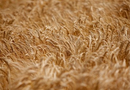 simsearch:400-05148607,k - close up of a wheat fieald agriculture Photographie de stock - Aubaine LD & Abonnement, Code: 400-04779013