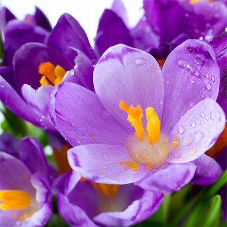 simsearch:633-02417497,k - Spring holiday crocus flowers background ( macro) Foto de stock - Super Valor sin royalties y Suscripción, Código: 400-04779192