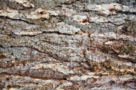 Patch of aged tree bark macro texture Stock Photo - Budget Royalty-Free & Subscription, Code: 400-04779489