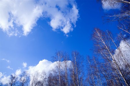 simsearch:400-06199703,k - Trees against the blue sky with clouds Foto de stock - Super Valor sin royalties y Suscripción, Código: 400-04779558