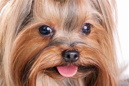 small white dog with fur - Yorkshire Terrier close-up. Isolated on a white background Stock Photo - Budget Royalty-Free & Subscription, Code: 400-04779959