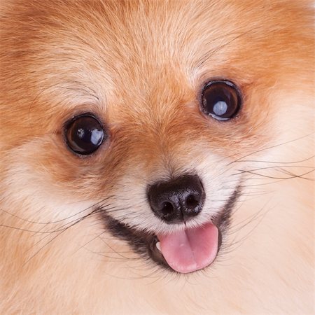 simsearch:400-05672007,k - Closeup of a Pomeranian dog. Funny smile Foto de stock - Royalty-Free Super Valor e Assinatura, Número: 400-04779960