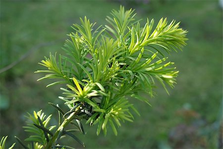 softwood - Yew tree (Taxus cuspidata). Young growing branch of Japanese yew. Stock Photo - Budget Royalty-Free & Subscription, Code: 400-04779971