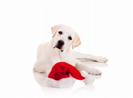 simsearch:400-05742476,k - Portrait of a Labrador retriever with a Santa hat isolated on white background Photographie de stock - Aubaine LD & Abonnement, Code: 400-04770029