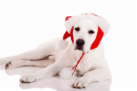 simsearch:400-05742476,k - Portrait of a Labrador retriever with a Santa hat isolated on white background Photographie de stock - Aubaine LD & Abonnement, Code: 400-04770034