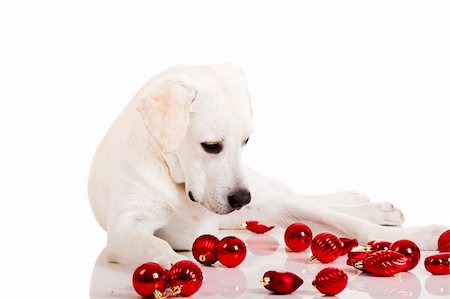 simsearch:400-04085890,k - Beautiful Labrador retriever surrounded by Christmas balls, isolated on white background Foto de stock - Royalty-Free Super Valor e Assinatura, Número: 400-04770031