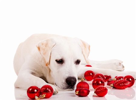 simsearch:400-04085890,k - Beautiful Labrador retriever surrounded by Christmas balls, isolated on white background Foto de stock - Royalty-Free Super Valor e Assinatura, Número: 400-04770032