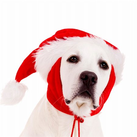 dog christmas background - Close-up portrait of a Labrador retriever with a Santa hat isolated on white background Stock Photo - Budget Royalty-Free & Subscription, Code: 400-04770033