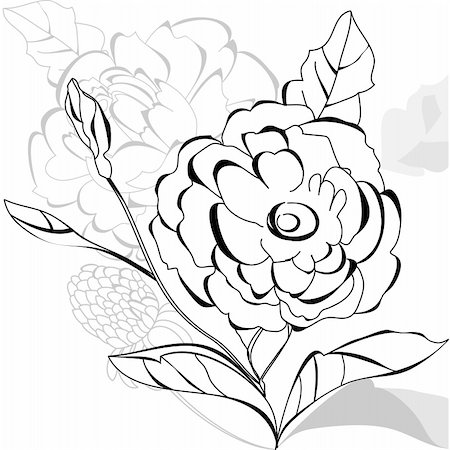 flower border design of rose - Monochrome decorative card Stock Photo - Budget Royalty-Free & Subscription, Code: 400-04770249