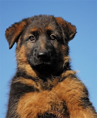 simsearch:400-06127601,k - very young puppy purebred german shepherd Photographie de stock - Aubaine LD & Abonnement, Code: 400-04770430