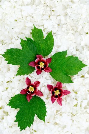 Guelder rose and columbine  blossoms - background Stock Photo - Budget Royalty-Free & Subscription, Code: 400-04770607