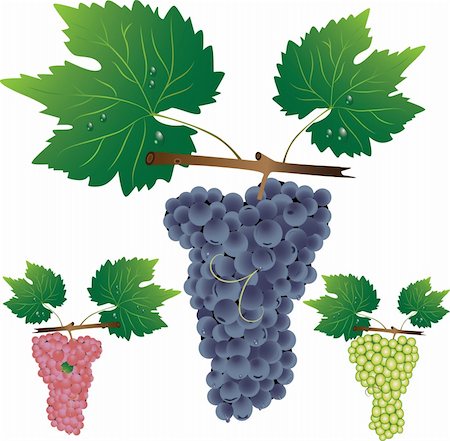 simsearch:400-05347888,k - Three cluster of grapes. Vector illustrator. Foto de stock - Super Valor sin royalties y Suscripción, Código: 400-04771186