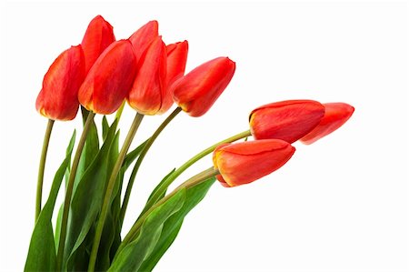 beautiful bouquet of tulips on a white background Fotografie stock - Microstock e Abbonamento, Codice: 400-04771297