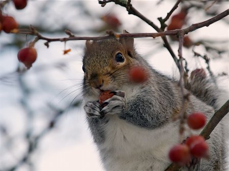 Squirrel eating berries Stock Photo - Budget Royalty-Free & Subscription, Code: 400-04771348