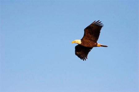 Wild Adult Bald Eagle in Flight in Wisconsin Stock Photo - Budget Royalty-Free & Subscription, Code: 400-04771365