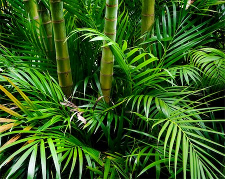 rain forest in malaysia - Landscape of tropical bamboo plant in garden Stock Photo - Budget Royalty-Free & Subscription, Code: 400-04771539