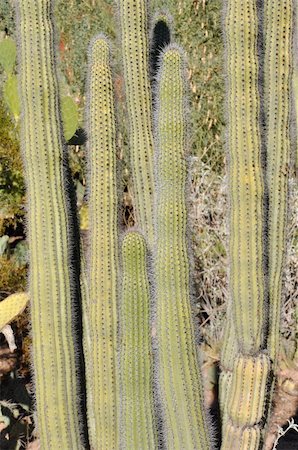 simsearch:400-05302428,k - Cactus in the Desert Photographie de stock - Aubaine LD & Abonnement, Code: 400-04771929