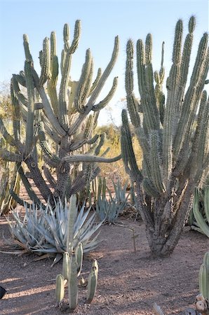 sainaniritu (artist) - Cactus in the Desert Foto de stock - Super Valor sin royalties y Suscripción, Código: 400-04771930