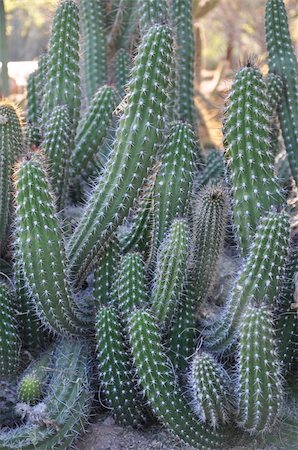 Cactus in the Desert Stock Photo - Budget Royalty-Free & Subscription, Code: 400-04771932