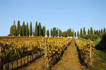 simsearch:851-02960837,k - A tipycal autumnal landscape in the Chianti region in Tuscany Stock Photo - Budget Royalty-Free & Subscription, Code: 400-04771976