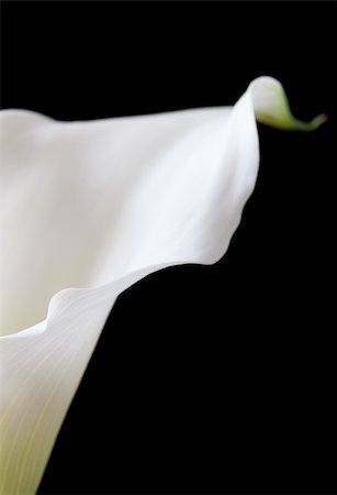 White calla bloom in black background Photographie de stock - Aubaine LD & Abonnement, Code: 400-04771983