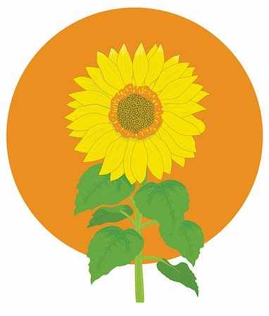 Vector illustration of sunflower Photographie de stock - Aubaine LD & Abonnement, Code: 400-04772018