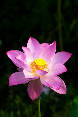 simsearch:400-05210967,k - the water lily of a garden china. Foto de stock - Royalty-Free Super Valor e Assinatura, Número: 400-04772031