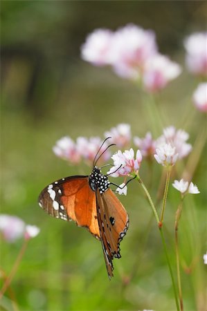 the butterfly fall on the flower in a garden outdoor. Stock Photo - Budget Royalty-Free & Subscription, Code: 400-04772074