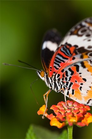 simsearch:400-06555366,k - the butterfly fall on the flower in a garden outdoor. Fotografie stock - Microstock e Abbonamento, Codice: 400-04772070