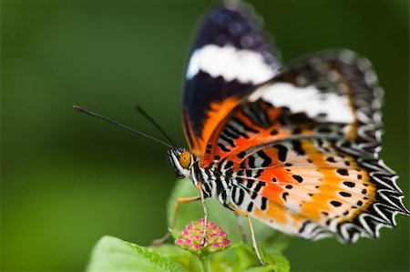 simsearch:400-06555366,k - the butterfly fall on the flower in a garden outdoor. Fotografie stock - Microstock e Abbonamento, Codice: 400-04772071